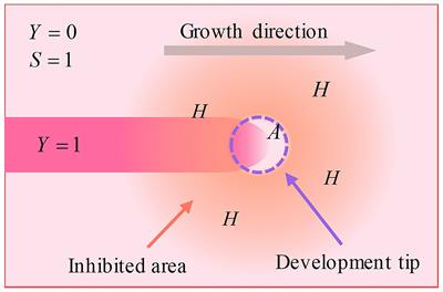 Reaction–Diffusion Model-Based Research on Formation Mechanism of Neuron Dendritic Spine Patterns